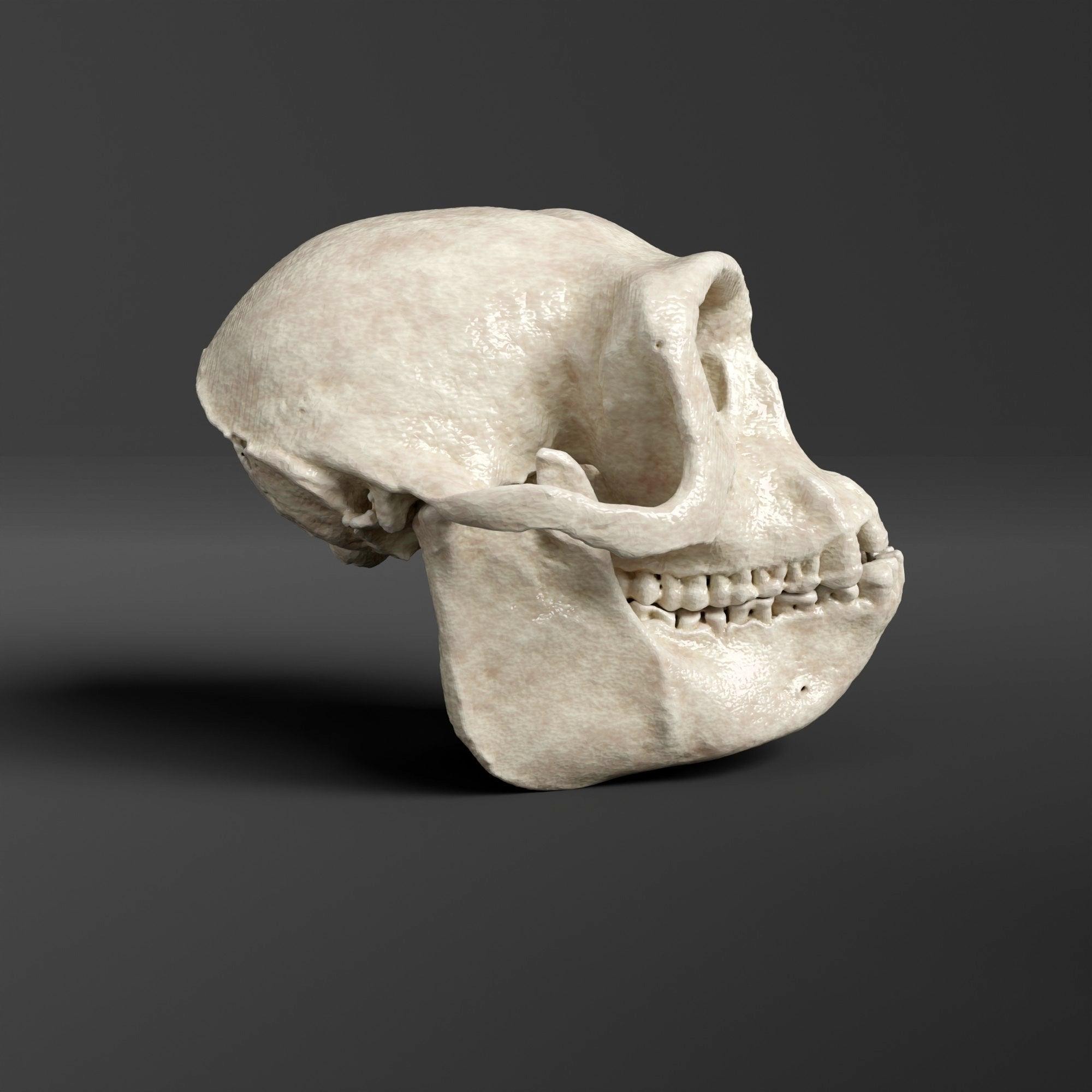Gray Langur Skull Replica (museum Quality) - Etsy