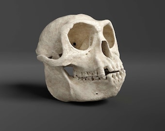 Réplica de cráneo de langur gris (calidad de museo)