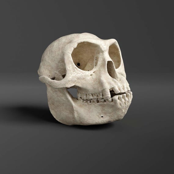 Gray Langur Skull Replica (museum Quality) - Etsy