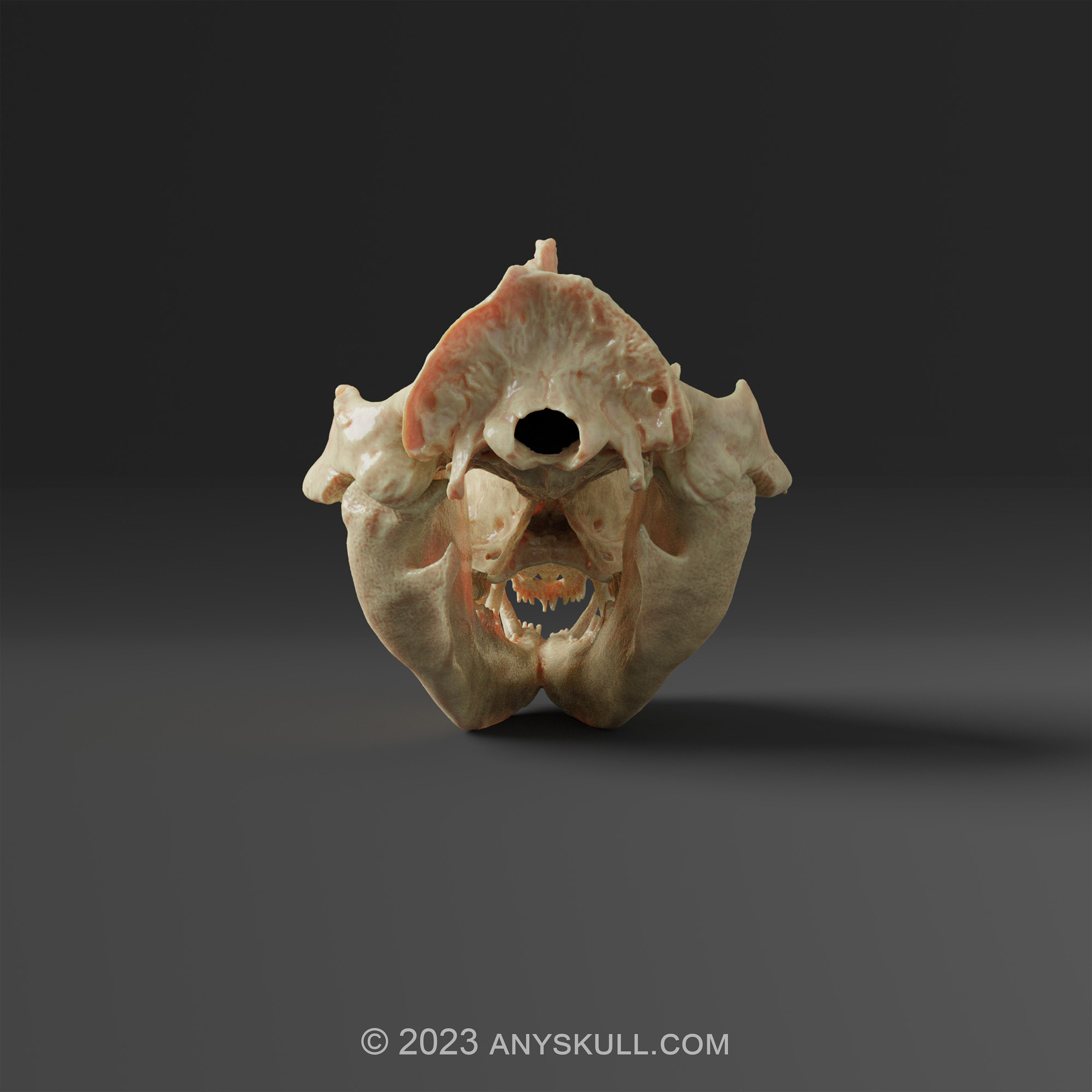 高品質 オポッサムの頭骨 ★ M サイズ アメリカオポッサムの頭蓋骨レプリカ（博物館品質） - Etsy 日本