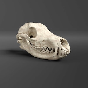 Maned Wolf Skull Replica (Museum Quality)