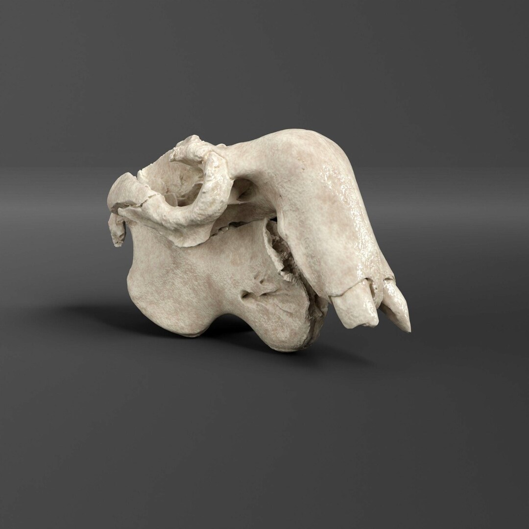 Dugong Skull Replica (2/3 Scale) ( Museum Quality) - Etsy Hong Kong