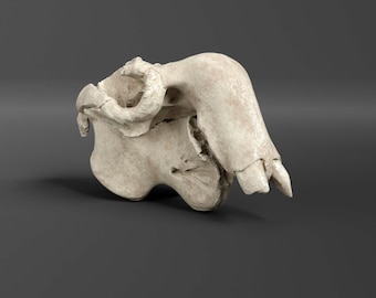 Réplica de cráneo de dugongo (escala 2/3) (calidad de museo)