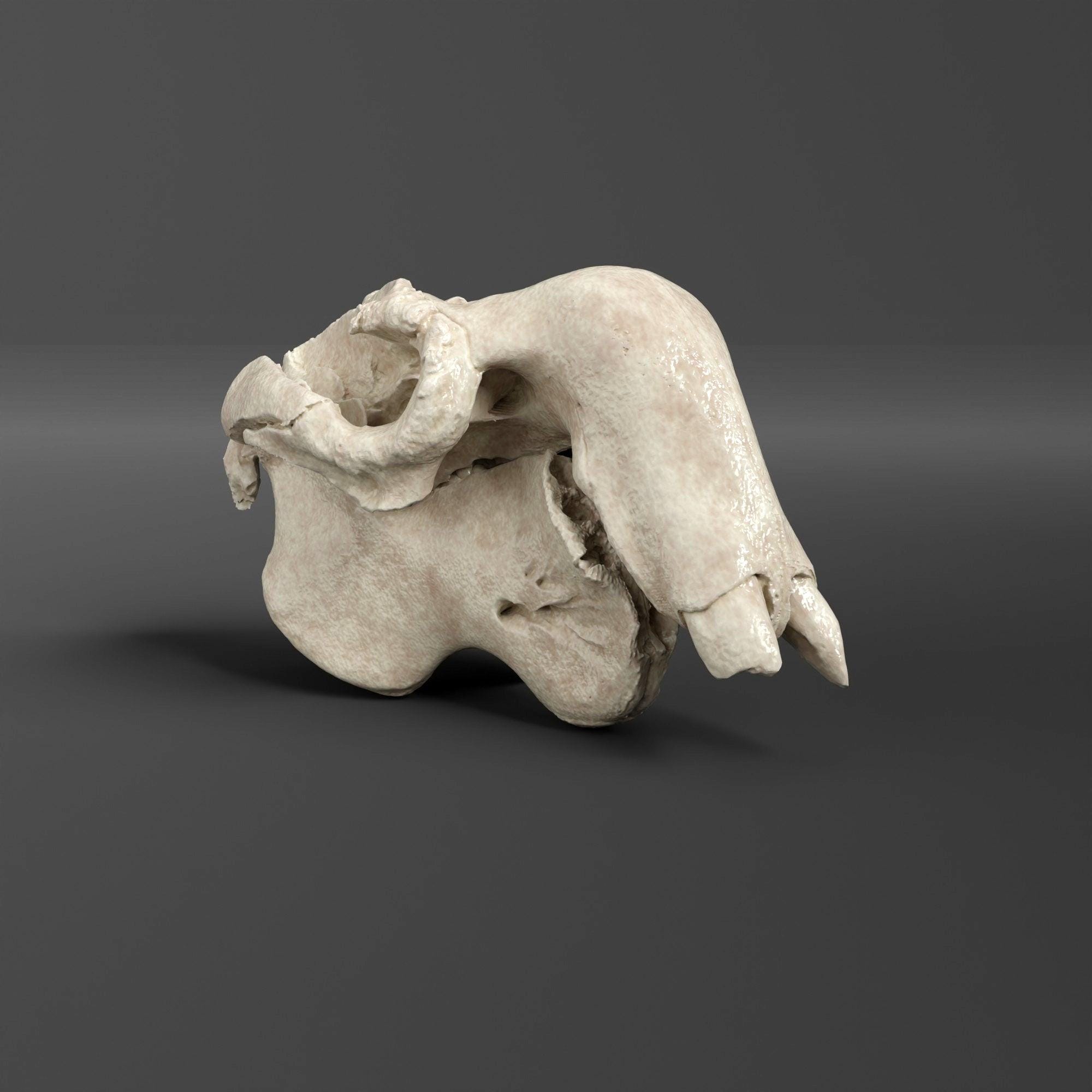 DUGUDAGII ドゥグダギ　レジンスカルヘッド DUGUDAGII ドゥグダギ レジンスカルヘッド Dugong Skull Replica (2/3