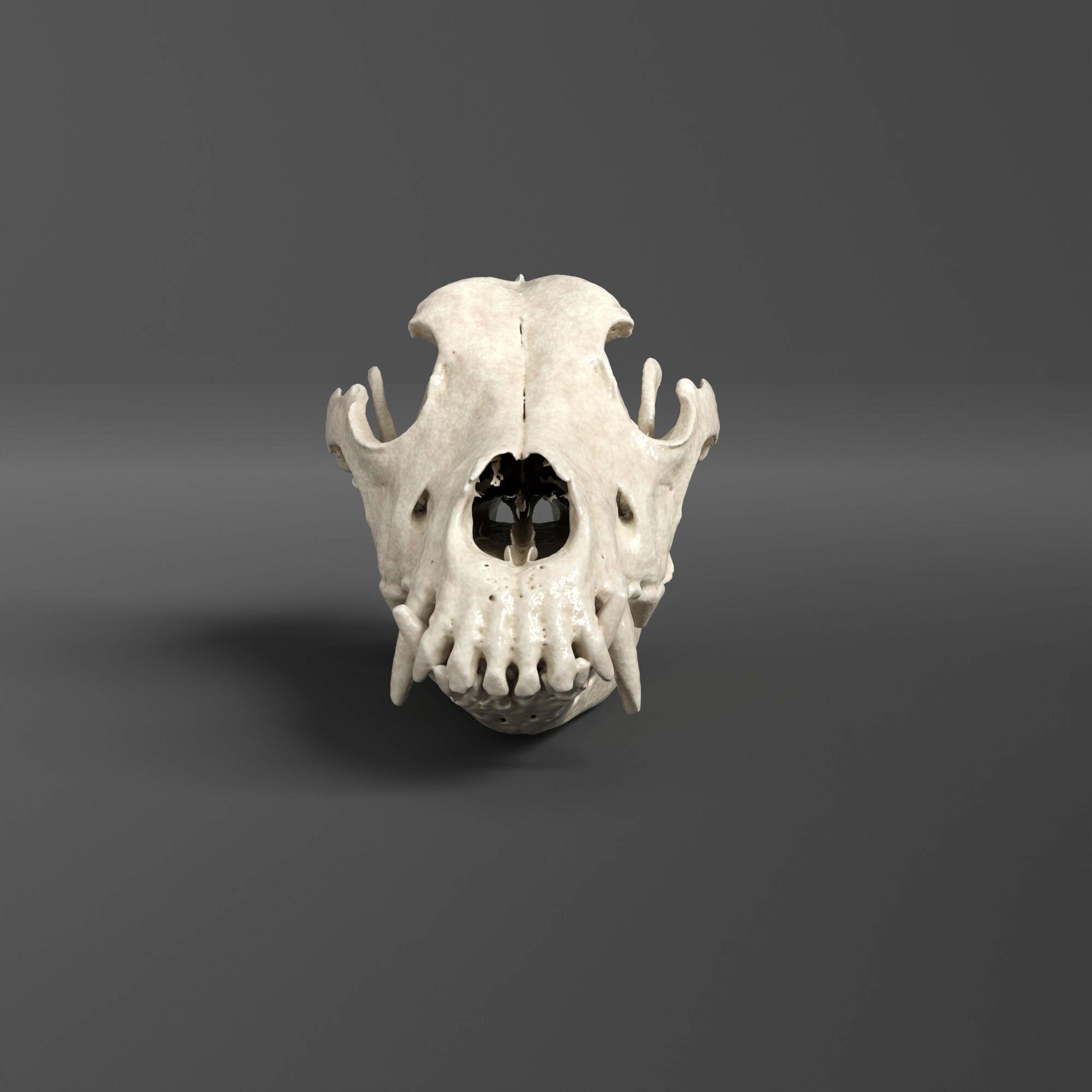 ジャーマンシェパード（アルザス犬）の頭蓋骨レプリカ（博物館品質