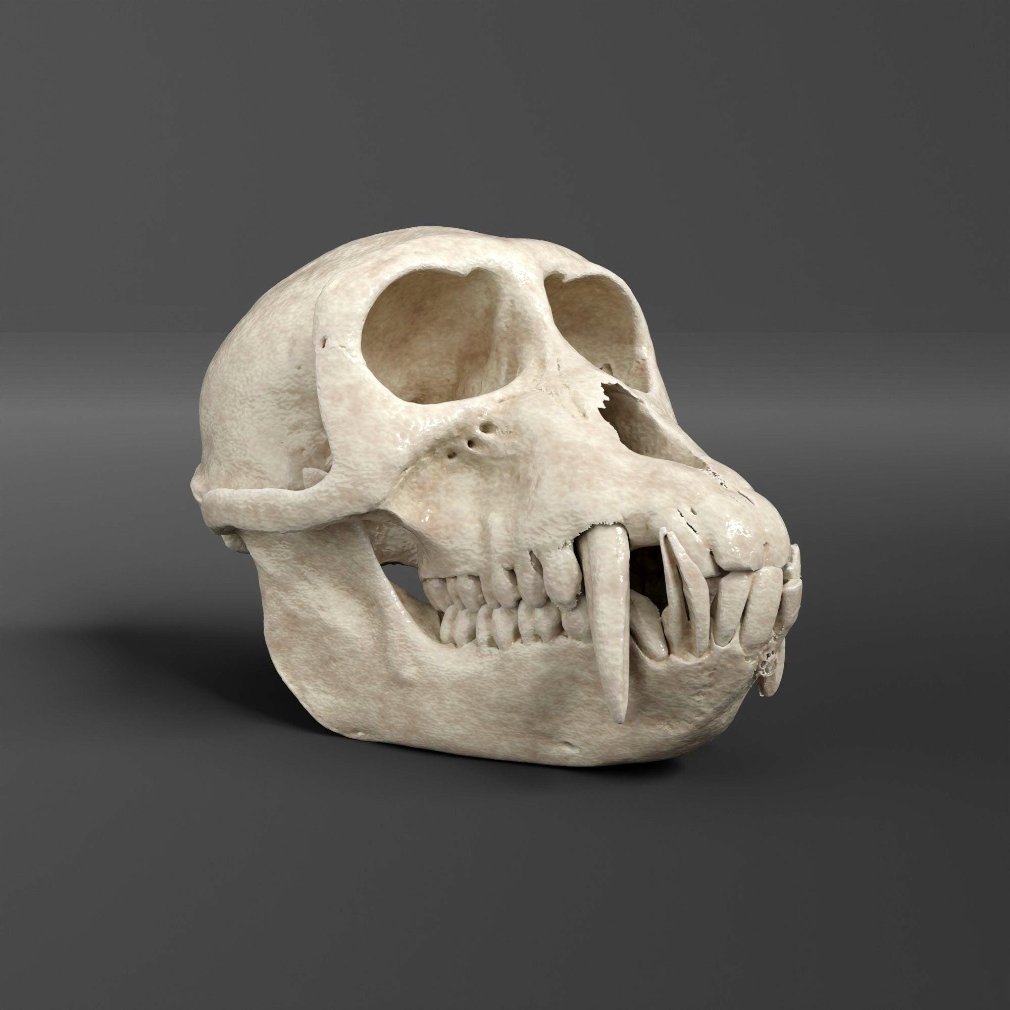 Sooty Mangabey Skull Replica (museum Quality) - Etsy