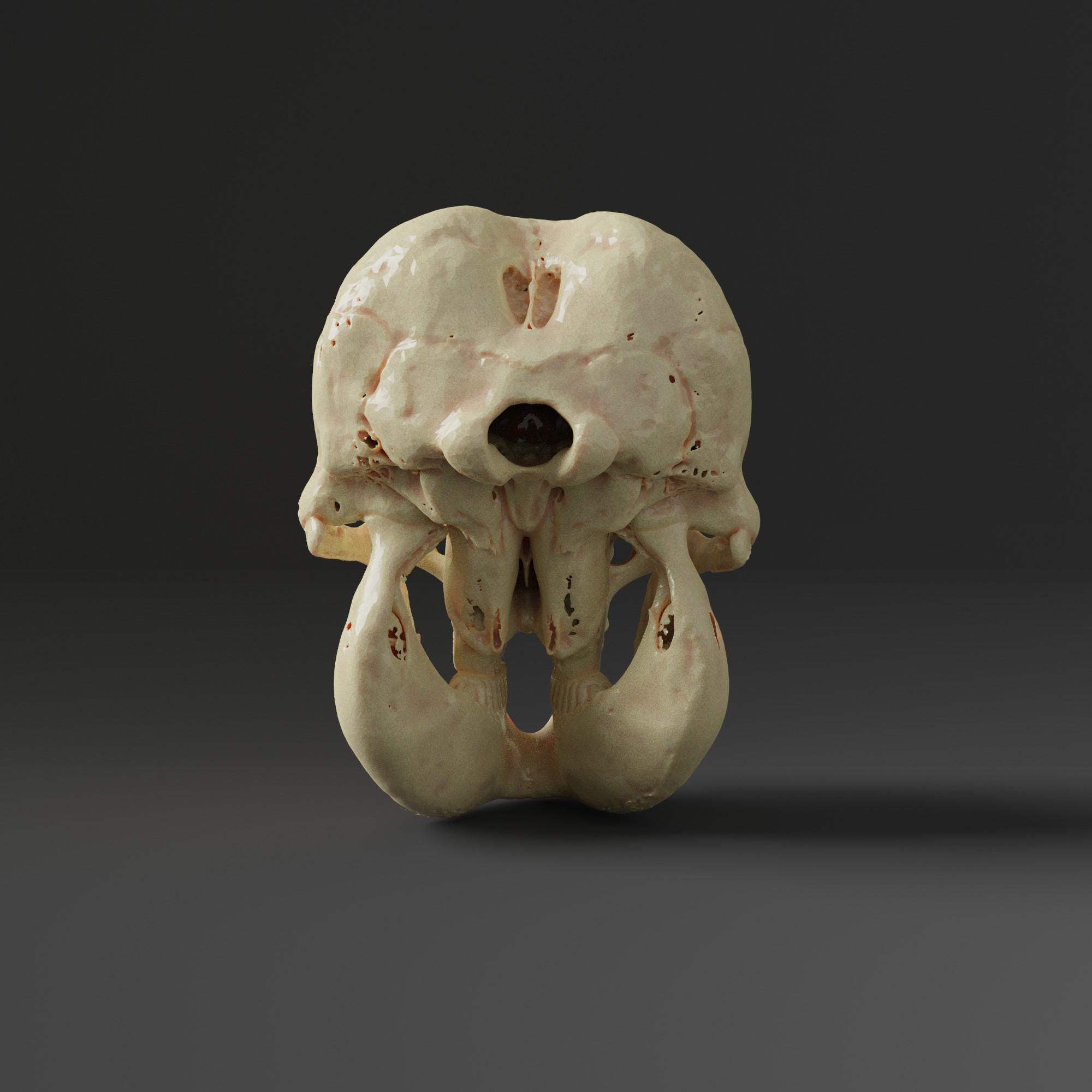 Asian Elephant Skull Replica (museum Quality) - Etsy Canada