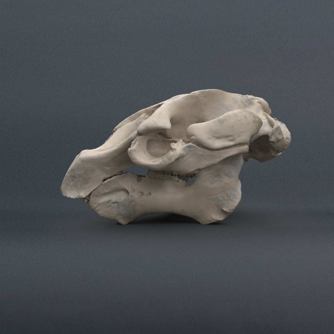 Florida Manatee Skull Replica - Etsy Finland