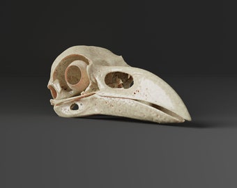 Raven Skull Replica (Museum Quality)