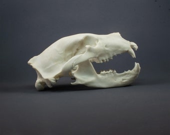 Réplica de crânio de urso pardo (qualidade de museu)