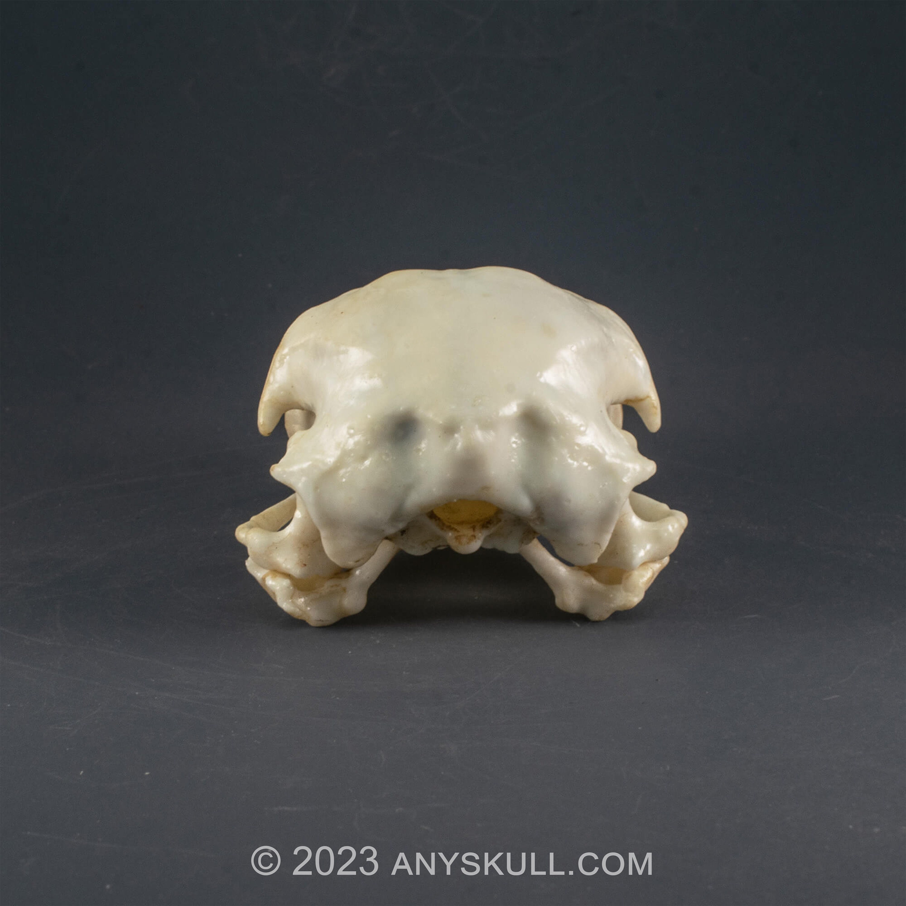 ハクトウワシの頭蓋骨レプリカ（博物館品質） - Etsy 日本