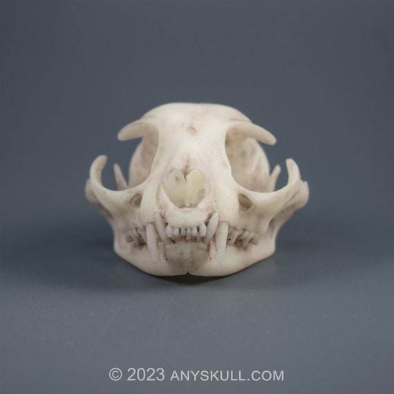 猫の頭蓋骨のレプリカ（博物館品質） - Etsy 日本