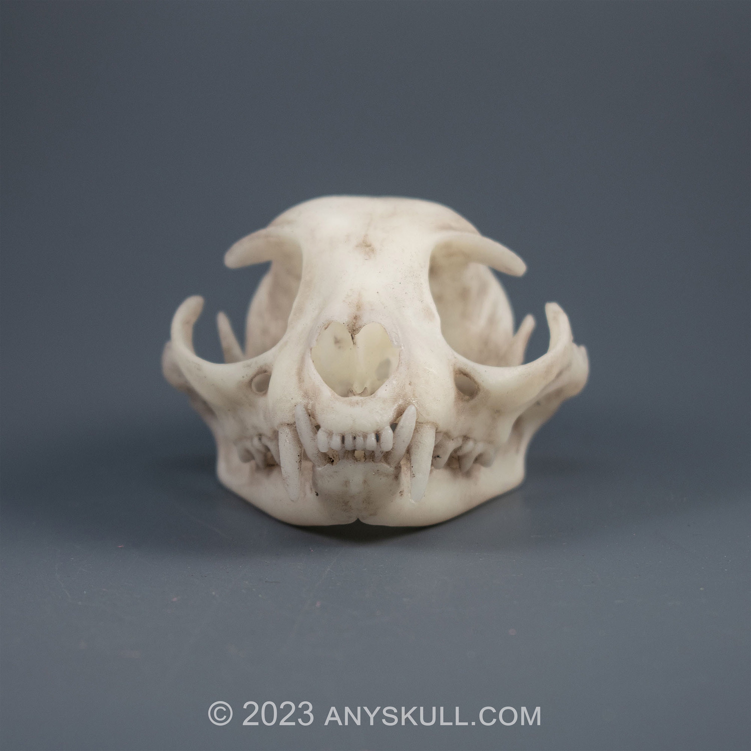 猫の頭蓋骨のレプリカ（博物館品質） - Etsy 日本