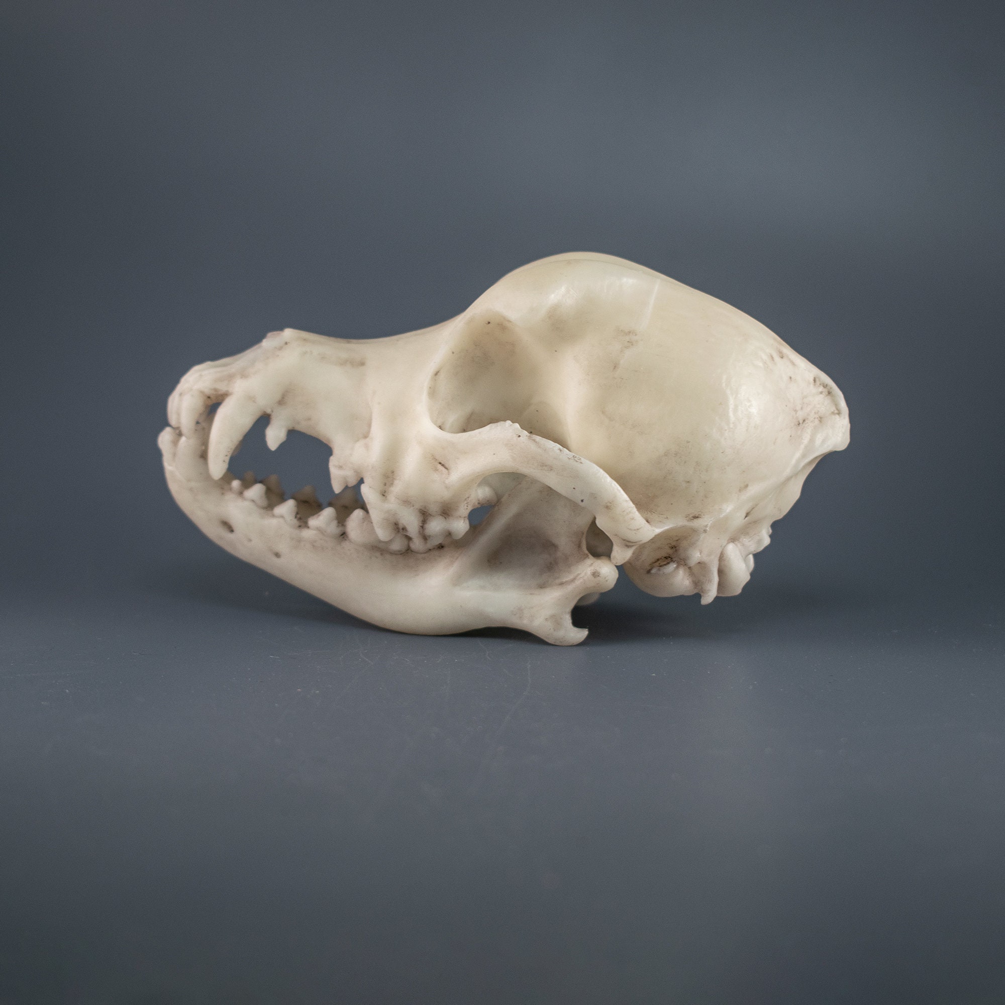 ダックスフントの頭蓋骨レプリカ（博物館品質） - Etsy 日本