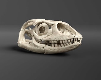 Réplica del cráneo de un varano de Savannah (calidad de museo)