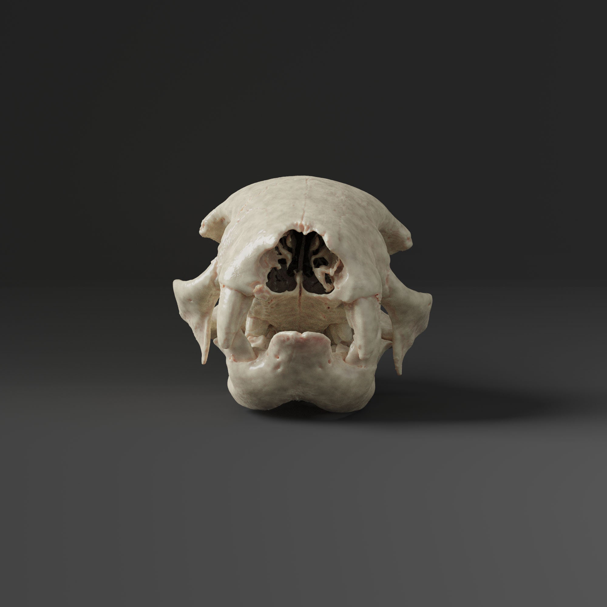 二本指ナマケモノの頭蓋骨レプリカ（博物館品質） - Etsy 日本