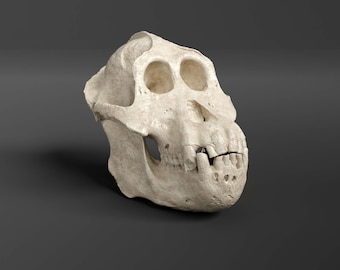 ホモハビリス頭骨模型 61lf0g2zfgL.jpg_BO30,255,255,