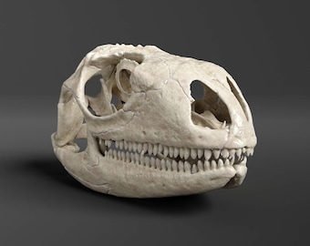 Réplica de cráneo de iguana verde (calidad de museo)