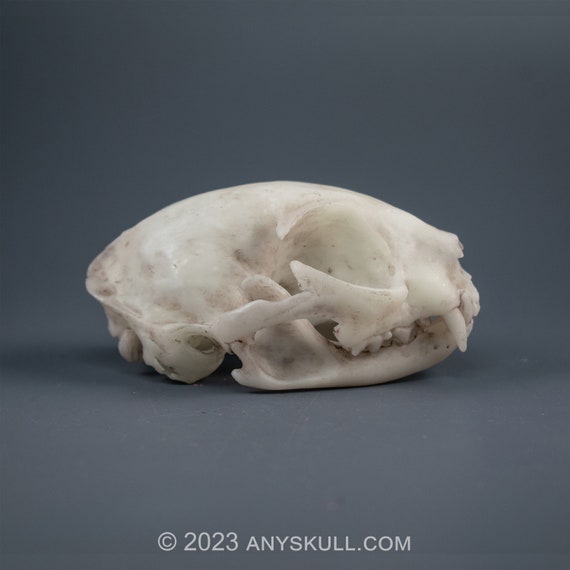 猫の頭蓋骨のレプリカ（博物館品質） - Etsy 日本
