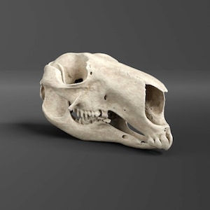 Red Kangaroo Skull Replica