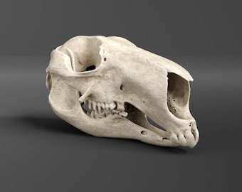 Réplica de cráneo de canguro rojo (calidad de museo)