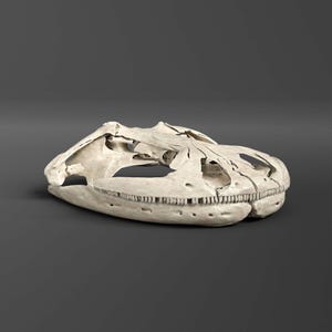 May include: An off-white dinosaur skull, with visible teeth and bone structure, set against a dark grey backdrop. The image is a studio shot, highlighting the skull's texture and form. The skull's intricate details are clearly visible.