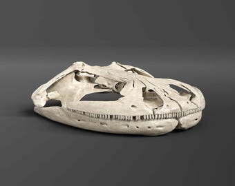 Réplica del cráneo de la salamandra Hellbender (calidad de museo)