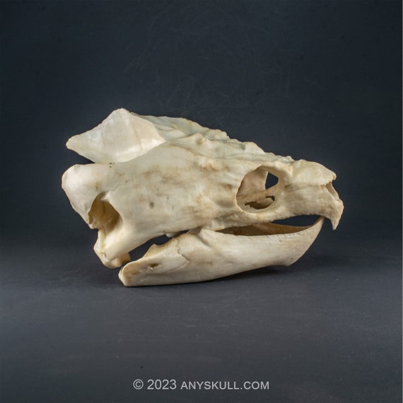 ワニガメ（Alligator snapping turtle）頭骨 Alligator Snapping Turtle Skull - Bone Clones - Osteological