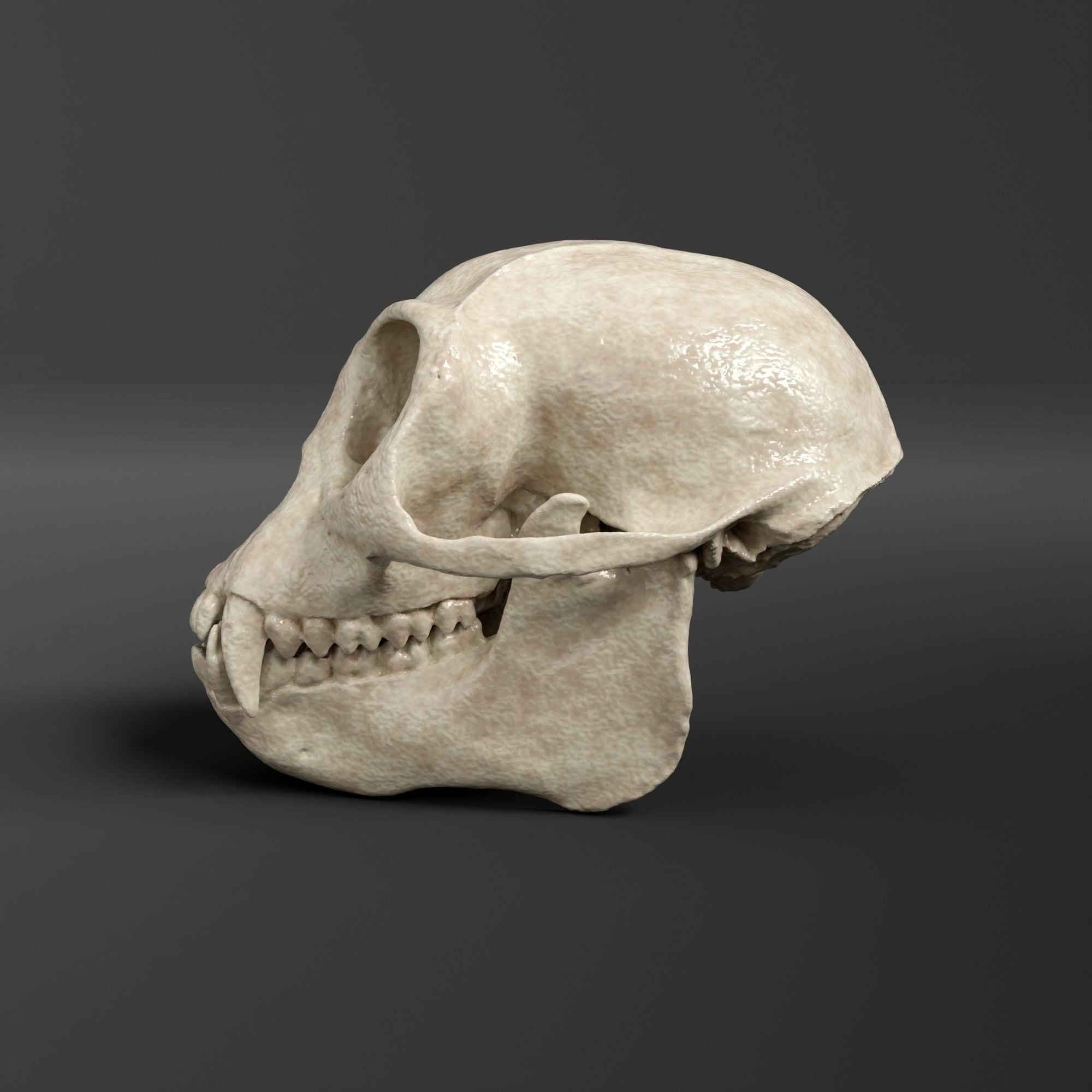 貴重！タンタルスモンキー 頭骨 ダスキーリーフモンキーの頭蓋骨レプリカ（博物館品質） - Etsy 日本