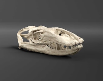 Réplica del cráneo de un lagarto monitor de cocodrilo (calidad de museo)