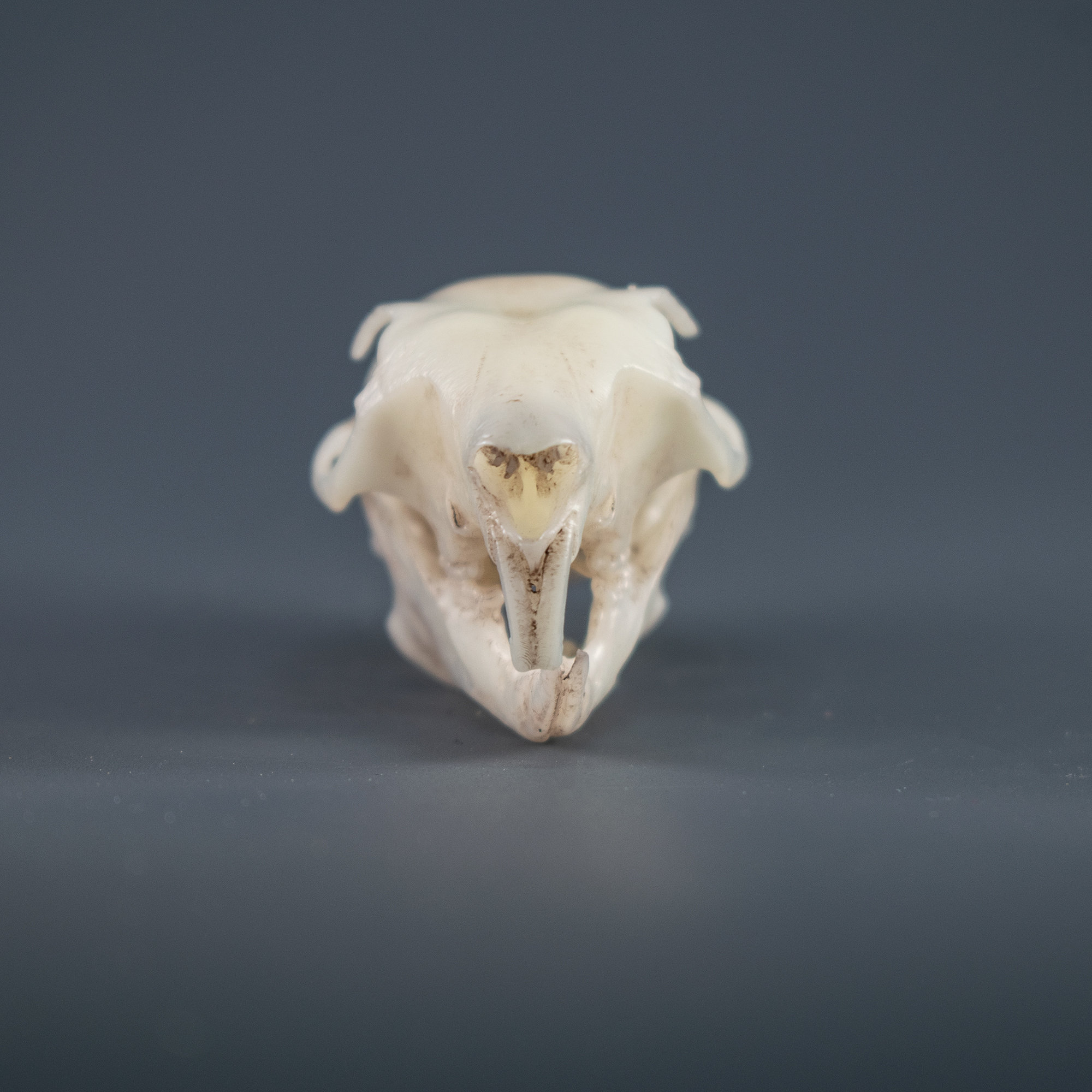 木彫　絶滅哺乳類　バルボロフェリス　頭骨模型　8cm 木彫 絶滅哺乳類 バルボロフェリス 頭骨模型 8cm