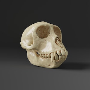 Rhesus Macaque Skull Replica - Male (Museum Quality)