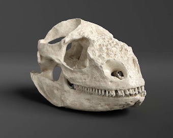 ガラパゴスリクイグアナの頭蓋骨レプリカ（博物館品質） - Etsy 日本