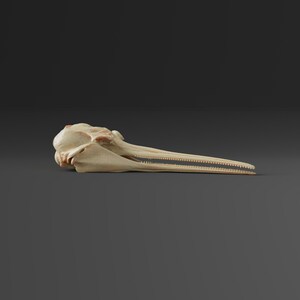 Pu&ograve; includere: Un primo piano di un teschio di delfino marrone chiaro con denti visibili. Il teschio &egrave; su una superficie grigia.