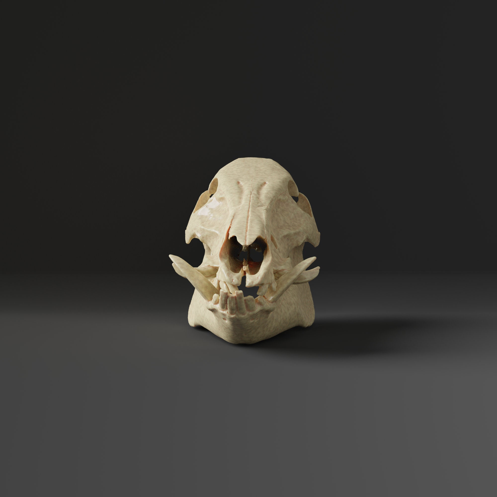 家畜豚の頭蓋骨レプリカ（博物館品質） - Etsy 日本