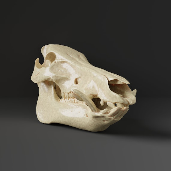 家畜豚の頭蓋骨レプリカ（博物館品質） - Etsy 日本
