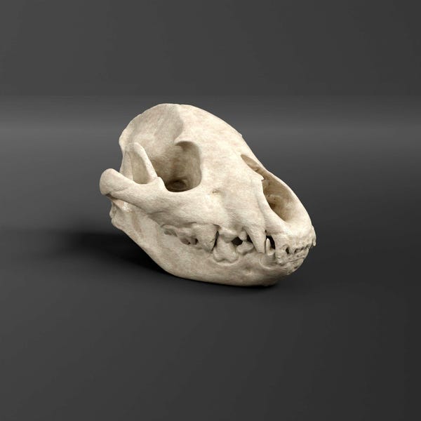 Spotted Hyena skull Replica(Museum Quality)