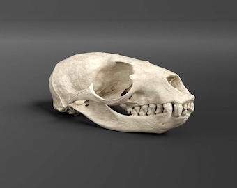 ミュールジカの頭骨 ミュールジカの頭骨