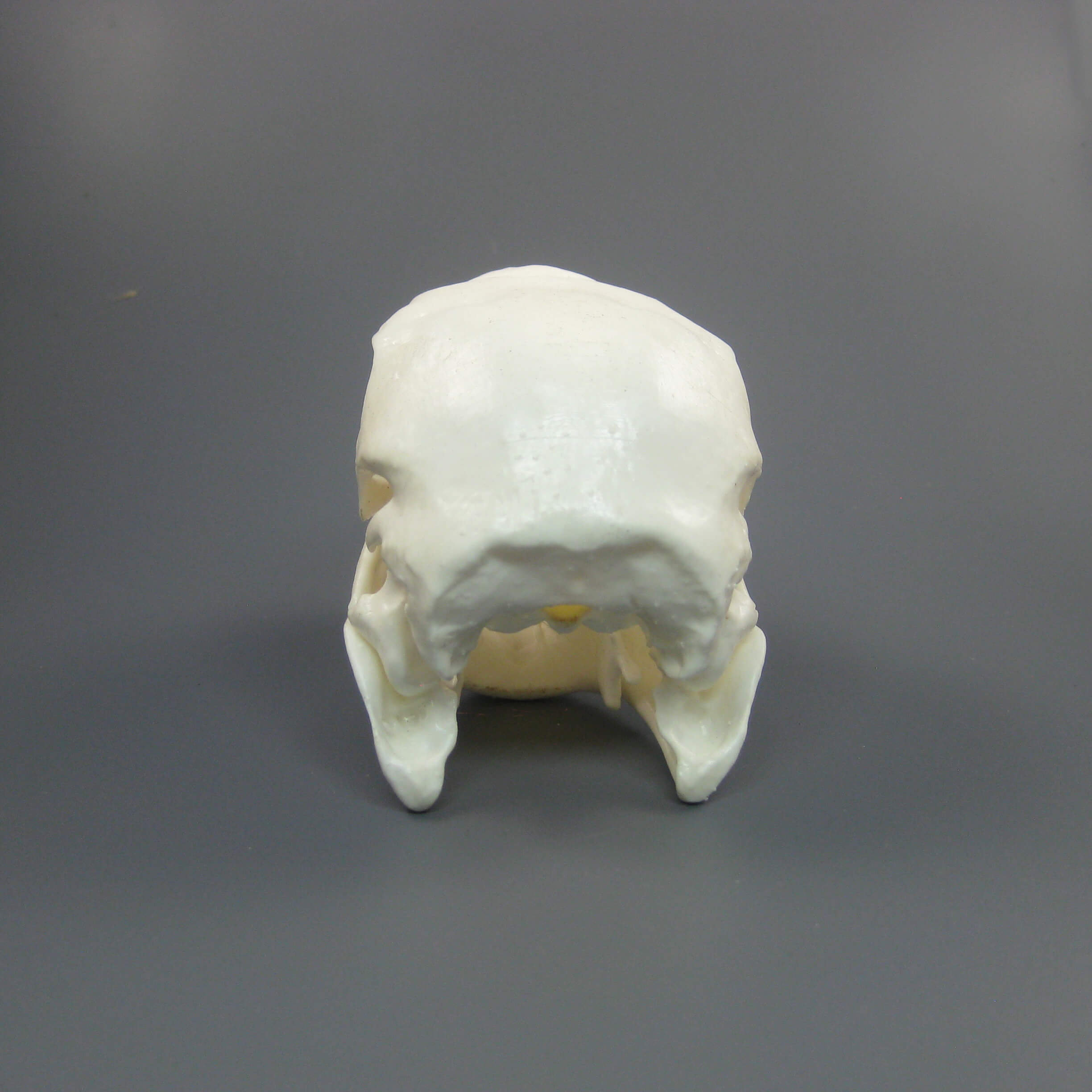 コンゴウインコの頭蓋骨レプリカ（博物館品質） - Etsy 日本