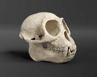 Réplica del cráneo de mono de hoja oscura (calidad de museo)