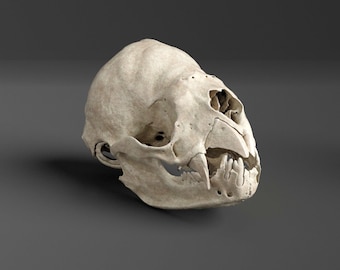 Réplica de cráneo de murciélago vampiro (calidad de museo)