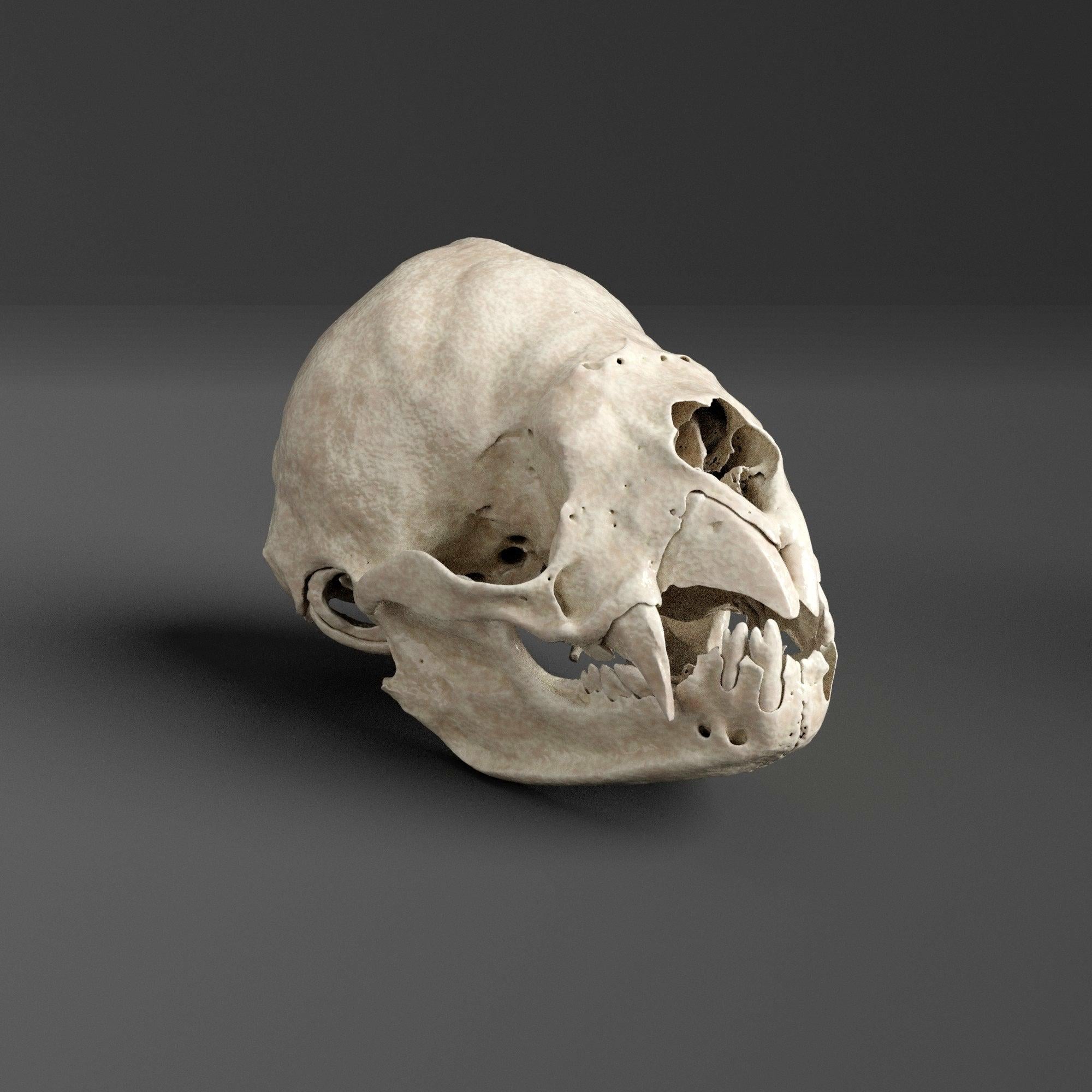 吸血コウモリの頭蓋骨レプリカ（博物館品質） - Etsy 日本