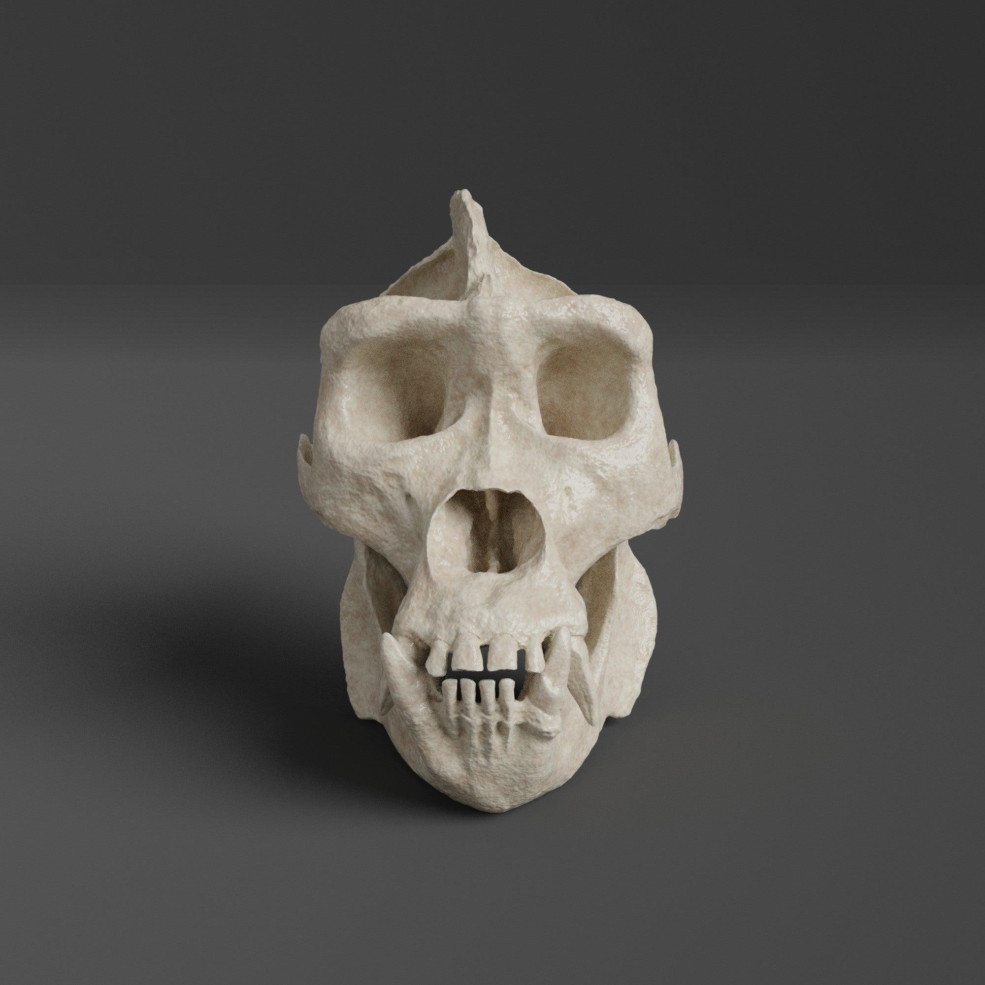 ゴリラの頭蓋骨のレプリカ（博物館品質） - Etsy 日本