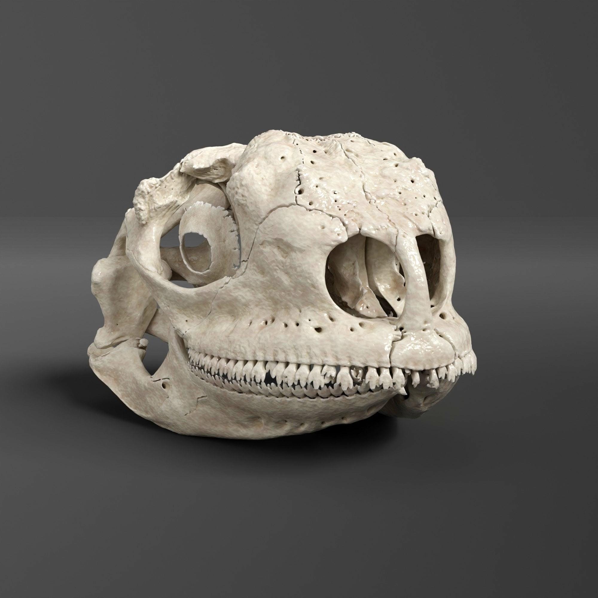 ウミイグアナの頭蓋骨レプリカ（博物館品質） - Etsy 日本