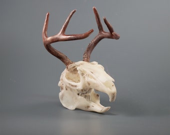 アメリカアナグマの頭蓋骨レプリカ（博物館品質） - Etsy 日本