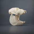 Colombian Red Howler Skull Replica (Museum Quality)