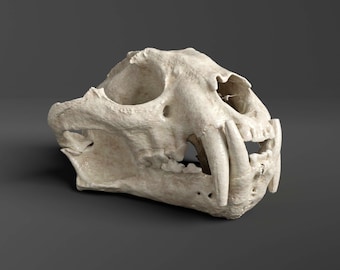 Réplica del cráneo de leopardo nublado (calidad de museo)