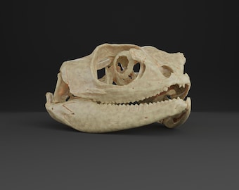 木彫 三畳紀の爬虫類 ポストスクス 頭骨模型 約1/10スケール ヒゲトカゲの頭蓋骨レプリカ(博物館品質) - Etsy 日本