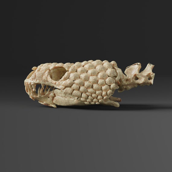 メキシコのビーズトカゲの頭蓋骨のレプリカ（博物館品質