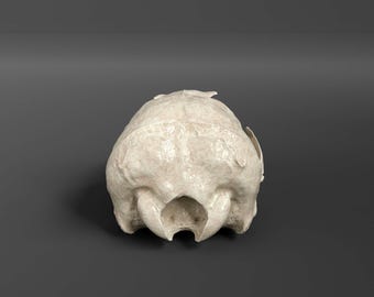 カリフォルニアアシカ（メス）の頭蓋骨レプリカ（博物館品質） - Etsy 日本